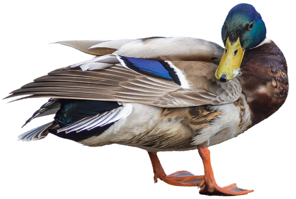 Le canard colvert