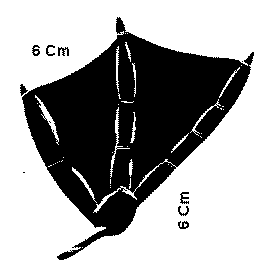 Fuligule morillon