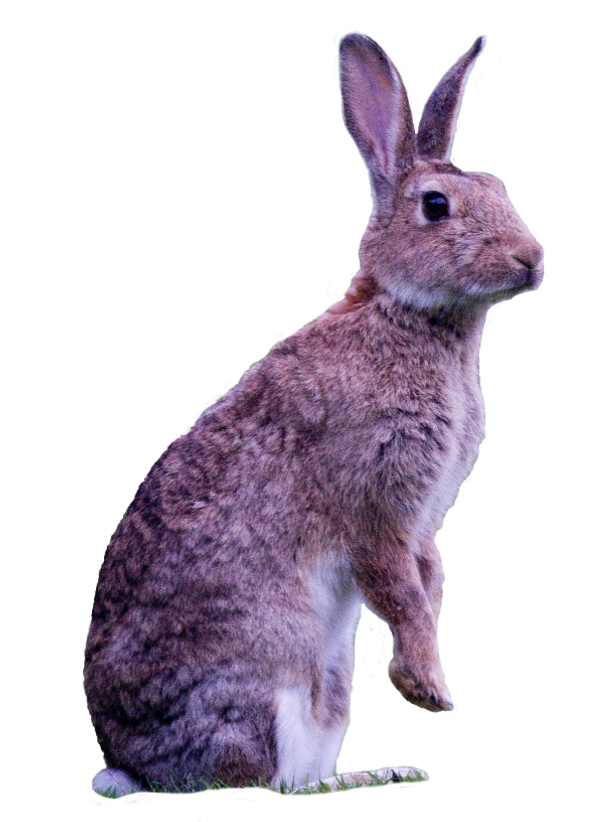 Le lapin de garenne