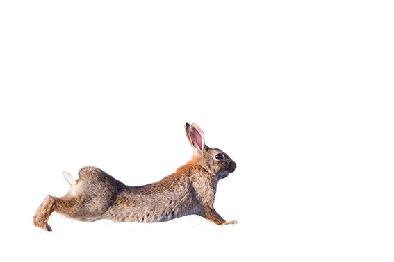 Le lapin de garenne