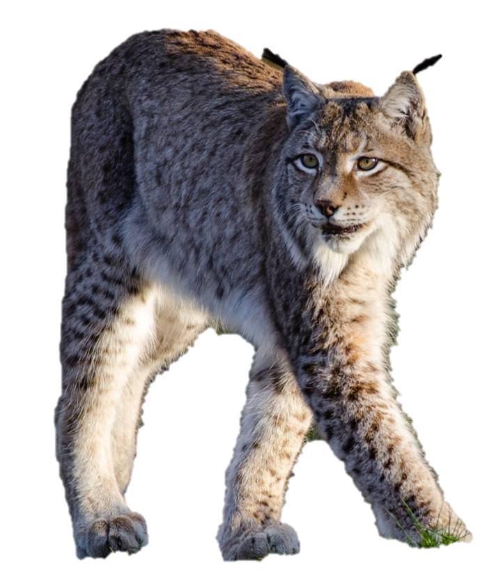 Le lynx