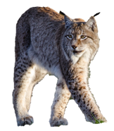 Le lynx