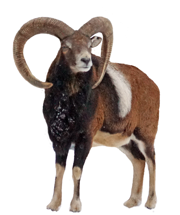 Le mouflon