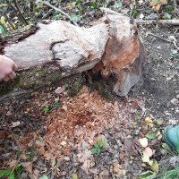 Les arbres coupés