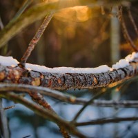 Les arbres meurent