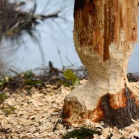 Arbres coupés en pointe