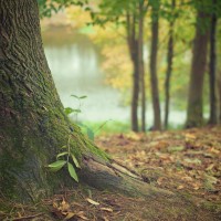 dans les arbres