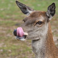 des petits ongulés et cervidés (chamois, cerfs..)