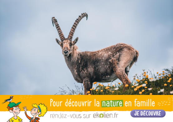 Bouquetin+Bannière Ekolien