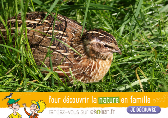 Caille+Ekolien