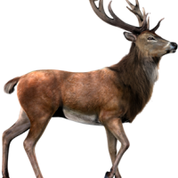Le cerf