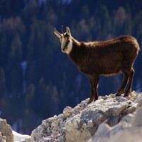 le chamois