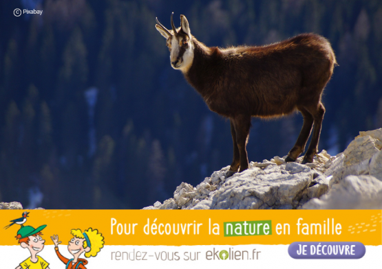 Chamois+Ekolien