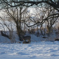 En hiver, les individus se rassemblent en hardes