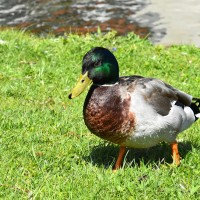 Le canard colvert