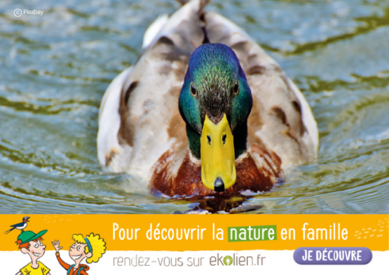 Colvert+Ekolien