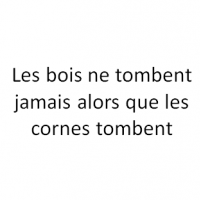 Les bois ne tombent jamais alors que les cornes tombent