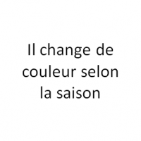 Il change de couleur selon la saison