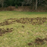 Il cause des dégâts dans les pelouses, jardins et cultures agricoles