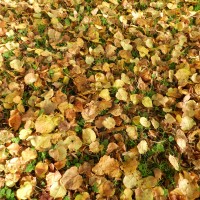 En forêt sous des feuilles