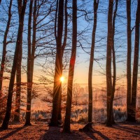 Dans les bois