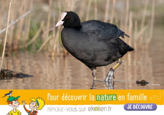 Foulque+Ekolien