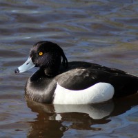 le canard plongeur