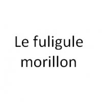 Le fuligule morillon