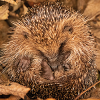 D’un abri pour hiberner