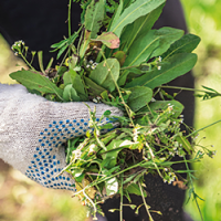 Car il mange les mauvaises herbes