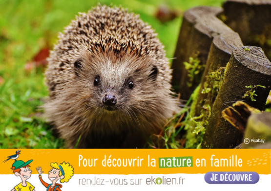 Hérisson+Ekolien
