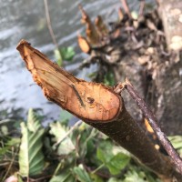 Les branches écorcées