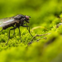 des gros insectes