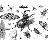 Insectivore