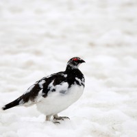 l'oiseau des Alpes