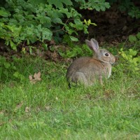 Le lapin de garenne