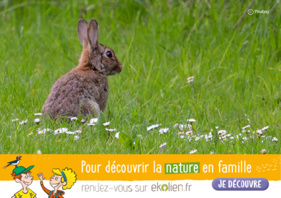Lapin+Ekolien