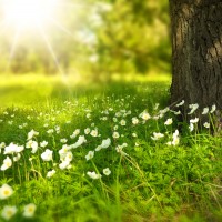 Dans l'herbe