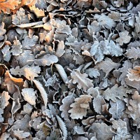 Il hiberne sous un tas de feuilles mortes