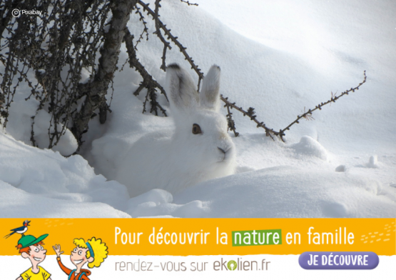 Lièvre variable+Ekolien