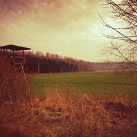 En lisière de forêt