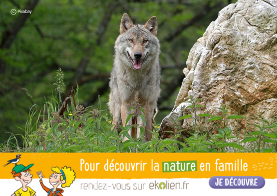 Loup +Ekolien