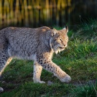 le lynx