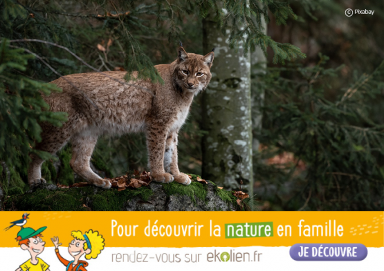 Lynx+Ekolien
