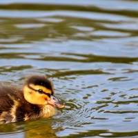 le bébé canard