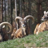 le mouflon