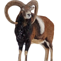 Mouflon