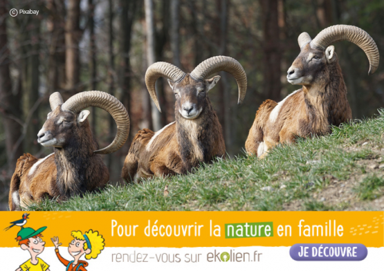 Mouflon+Ekolien