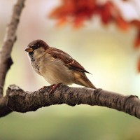 des oiseaux