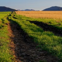 Les herbes sèches